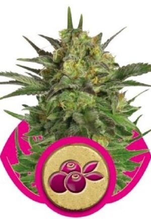 Royal Queen Seeds - HAZE BERRY | Feminized cannabis seeds - Image 5