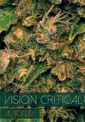 Hrubá semínka trávy Vision Critical Auto