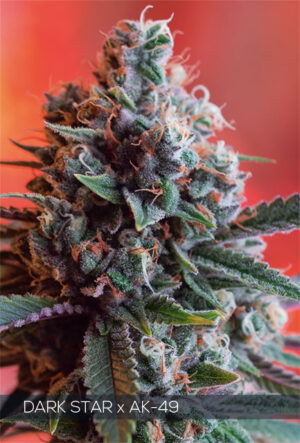 Hustá semena marihuany Dark Star x AK-49