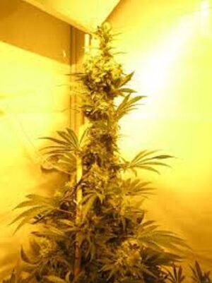 Hustá semena marihuany Dark Star x AK-49