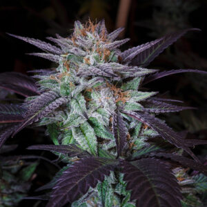 Hustá semena marihuany Dark Star x AK-49