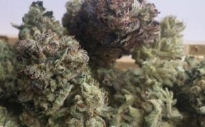 Hustá semena marihuany Dark Star x AK-49