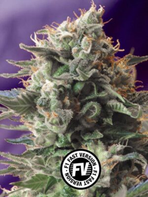jack-47-f1-fast-version-sweet-seeds-growshop-growmart