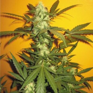 Sweet Seeds® - Jack 47 ® | Feminized cannabis seeds - Image 7