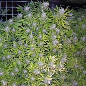 Sweet Seeds® - Jack 47 ® | Feminized cannabis seeds - Image 8