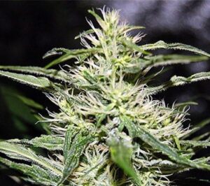 Royal Queen Seeds - ROYAL JACK AUTOMATIC | Hemp autoflowering seeds - Image 7