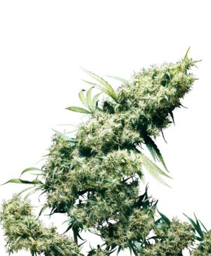 Sensi Seeds - Jamaican Pearl Regular | Regulérní semena konpí - Image 4