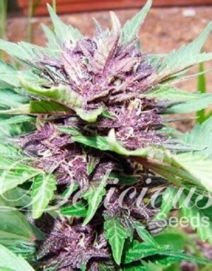 AUTO DARK PURPPLE seminka 1