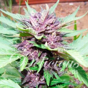 AUTO DARK PURPPLE seminka 1