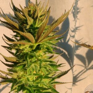 kannabie-b.lee-auto