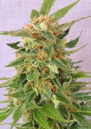 kannabie-hobbit-auto