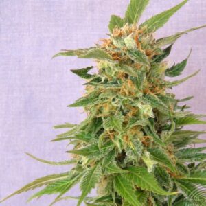 kannabie-hobbit-auto