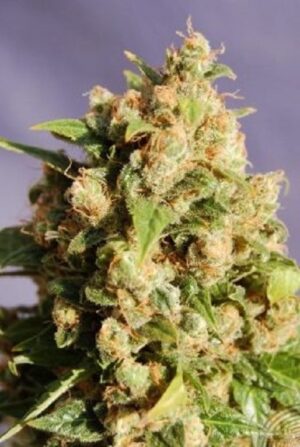 Queso- growmart