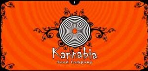 Kannabia Seeds - POWER SKUNK | Feminized cannabis seeds - Image 5