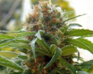 semena-kannabia-special-growmart