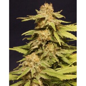 kannabia-special-seeds-growmart