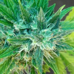kannabia-specil-semena-growmart