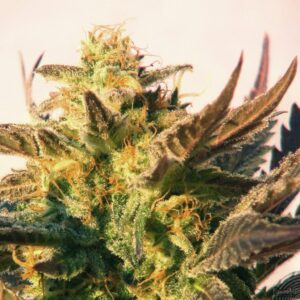 Kannabia Seeds - SPEEDY GONZALES AUTO | Autoflowering cannabis seeds - Image 5