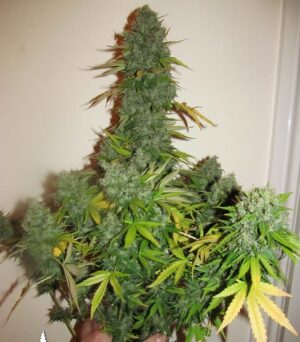 Kannabia Seeds - SPEEDY GONZALES AUTO | Autoflowering cannabis seeds - Image 6