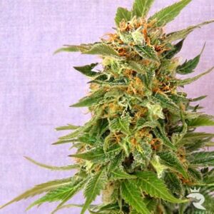 Kannabia Seeds - SPEEDY GONZALES AUTO | Autoflowering cannabis seeds - Image 7