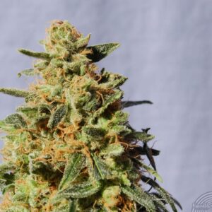 White-Domina-kannabia-growmart
