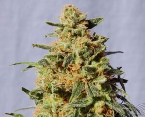 Kannabia Seeds - WHITE DOMINA | Feminized cannabis seeds - Image 9