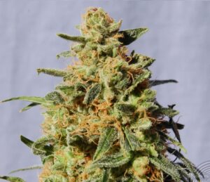 growmart-semena-kannabia