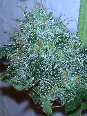 Kannabia Seeds - KARAMELO | Feminized cannabis seeds - Image 5
