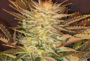 Paradise Seeds - ICE CREAM | Feminized cannabis seeds - Image 8