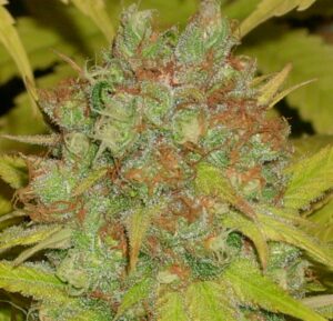 Green House Seed - THE CHURCH | Feminized cannabis seeds - Image 9