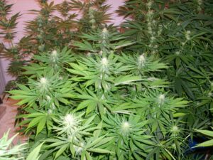 Green House Seed - THE CHURCH | Feminized cannabis seeds - Image 6