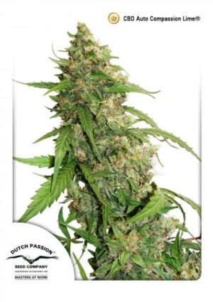 Konopná semena CBD Auto Compassion Lime