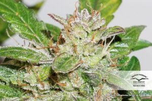 Konopná semena CBD Auto Compassion Lime