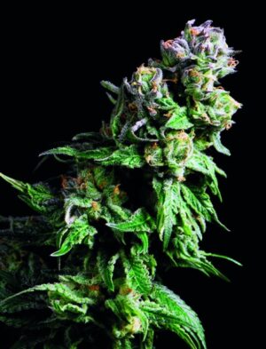 Konopná semena Purple Urkle