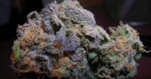 Konopná semena Purple Urkle