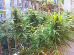 konopná semena Bona Dea CBD+
