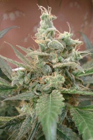 Konopná semena z nové linie Fast Buds Original Auto AK
