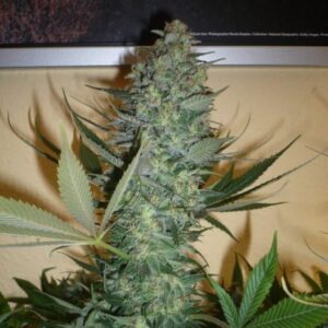 Konopná semena z nové linie Fast Buds Original Auto AK