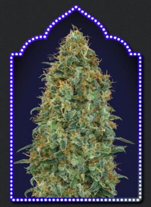 konopná semínka Blueberry