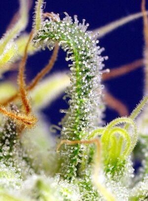 Konopná semínka Green Poison CBD