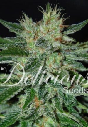 konopná semínka marihuany SUGAR CANDY