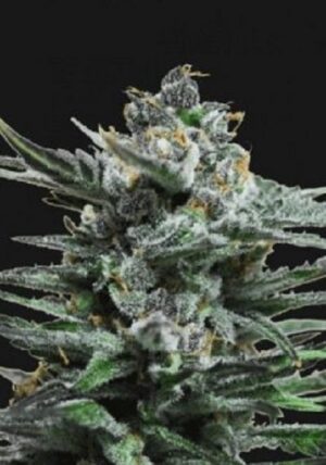 Konopné osivo Blue Acid Auto