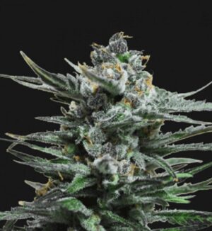 Konopné osivo Blue Acid Auto