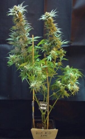 Konopné osivo Blue Acid Auto