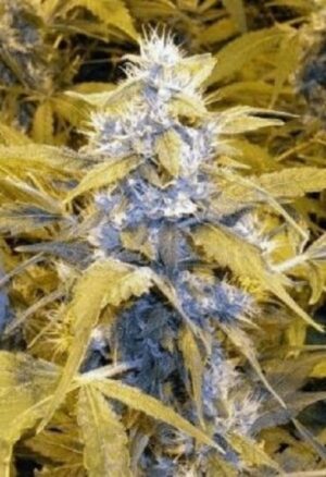 Nirvana Seeds - WHITE RHINO | Feminized cannabis seeds - Image 5