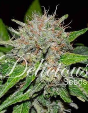 kvalitní konopí DEEP MANDARINE