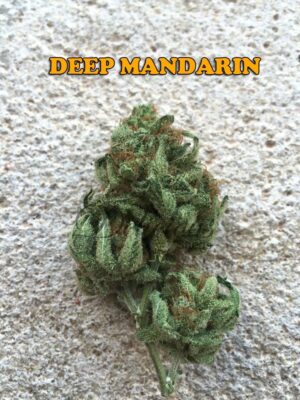 kvalitní konopí DEEP MANDARINE