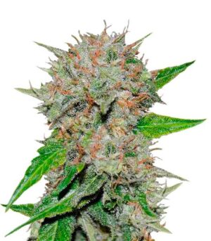 Delicious seeds - DEEP MANDARINE | Feminized cannabis seeds - Image 8