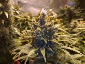 Kvalitní konopná semena Advanced Critical Soma