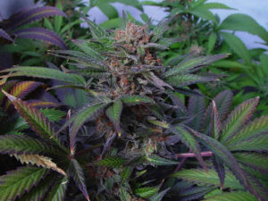 Kvalitní konopná semena Advanced Critical Soma